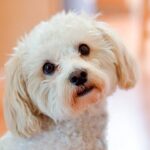 Consejos para socializar a tu caniche toy con expertos en comportamiento canino