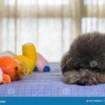 Juguetes para caniche toy: diversión y bienestar para tu mascota
