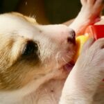 Consejos para alimentar caniches toy en crecimiento