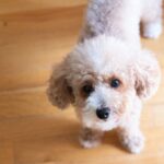Caniche Toy: Relevancia en competencias y exhibiciones caninas