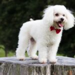 Consejos eficaces para socializar tu caniche toy con otros perros