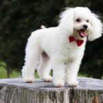 Influencia del caniche toy en la moda canina: Tendencias y estilos destacados