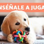 Socializa a tu caniche toy en poco tiempo | Guía completa