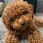 Temperamento del caniche toy: características, cuidados y consejos