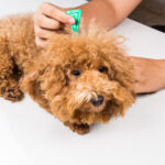 Consejos para cortar el pelo del caniche toy y su importancia