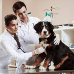 Cuidado de la salud en Caniche Toy: consejos y momentos clave con tu veterinario